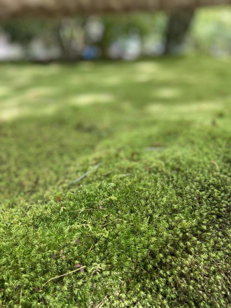 苔寺（西芳寺）庭園の苔