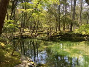 苔寺（西芳寺）庭園の池