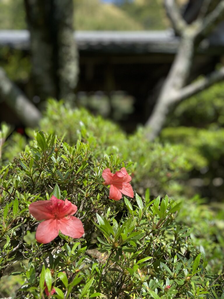 苔寺（西芳寺）の花