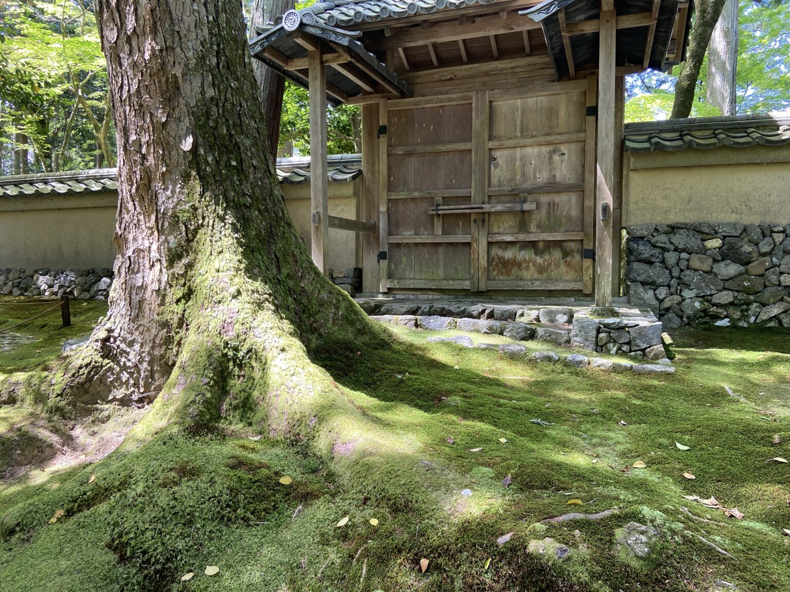 GWの苔寺（西芳寺）へ｜念願の参拝がついに実現 | はちぶんめノート