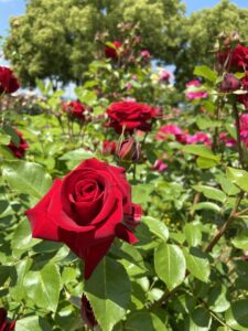 RSKバラ園 美女と野獣の雰囲気のシックな赤い薔薇