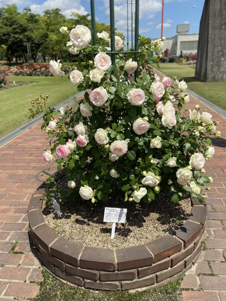 RSKバラ園 ピエールドゥロンサール