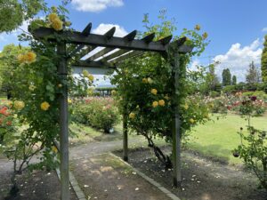 RSKバラ園 黄色い薔薇のパーゴラ