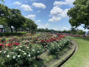 RSKバラ園
