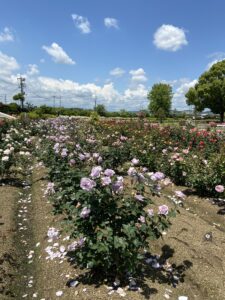 RSKバラ園 紫色の薔薇ブルームーン