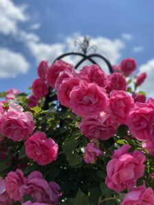 RSKバラ園　濃いピンク色の薔薇