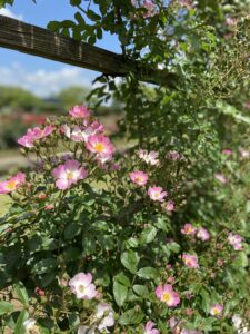 RSKバラ園のピンク色の薔薇