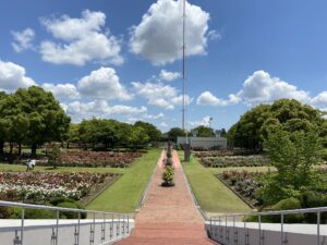 RSKバラ園とラジオ送信アンテナ
