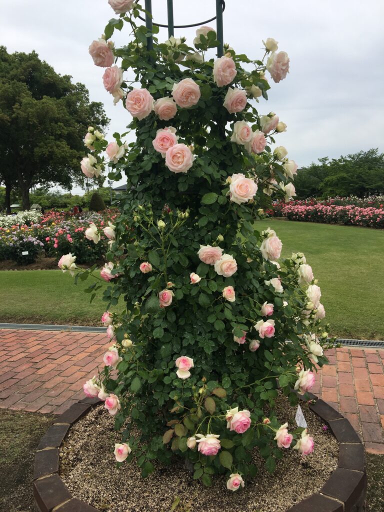RSKバラ園 ピエールドゥロンサール