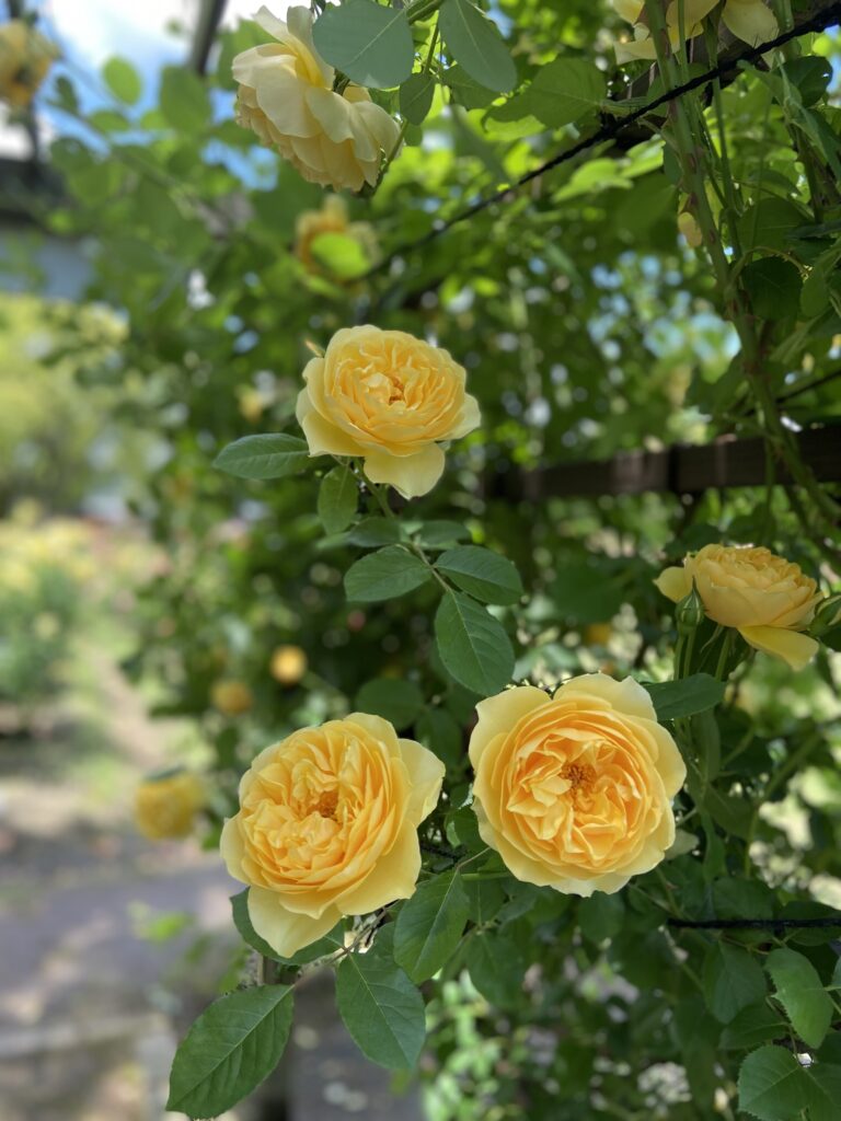 RSKバラ園　黄色い薔薇のグラハムトーマス