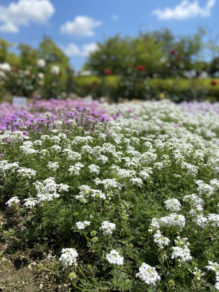 RSKバラ園の花