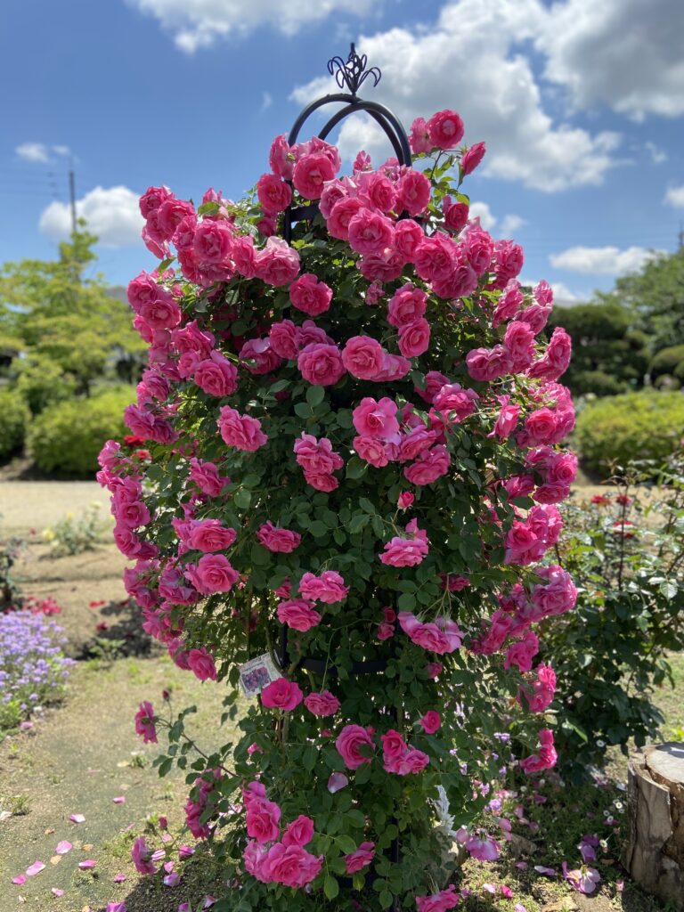 RSKバラ園の濃いピンク色の薔薇